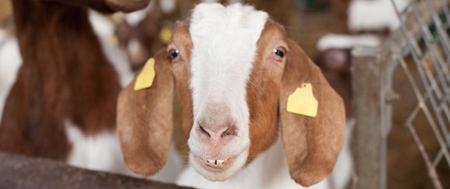 Boer goat - Fishers Mobile Farm